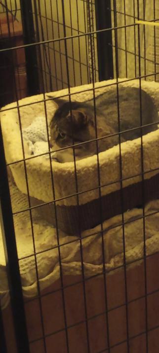 Silver tabby in self imposed prison laying in a cushy cat bed with a blanket inside it.