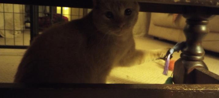 Underneath a table, an orange tabby looks to camera with a toy on a string suspended from her outstretched claws.