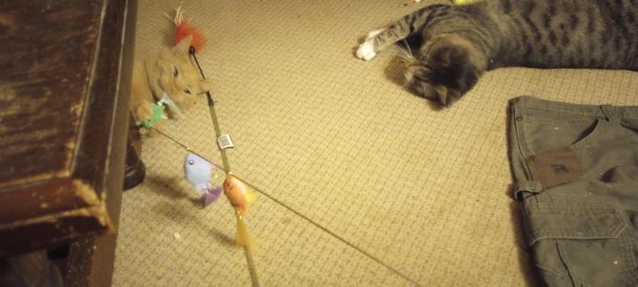 Orange tabby on the left grabbing a stringed toy as a tabby on the right looks on.