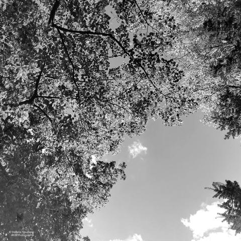 A black-and-white picture into a backlit linden canopy against a clear sky.