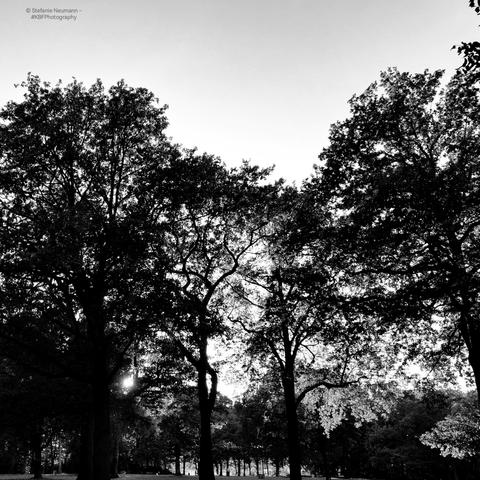 A black-and-white picture of a group of partially backlit trees.