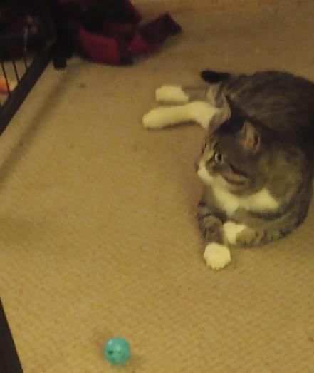 Mac on the carpet watching TV.