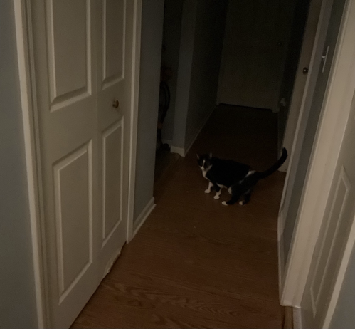 Black and white cat standing in a shadowy hall in a rare moment of shutting his mouth while complaining the door is shut.