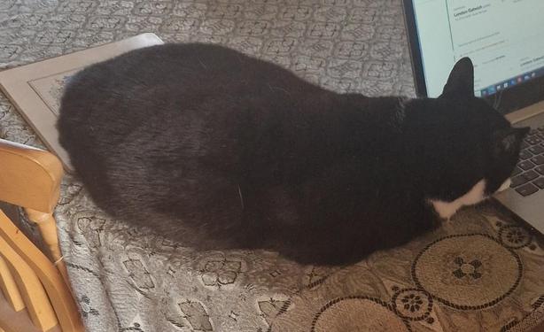 A black and white tuxedo cat sleeping on a table, with his head and paw resting on the edge of the keyboard of an open laptop.