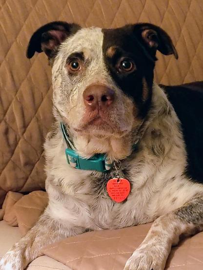 Brown and white speckled cattle dog mix with a serious face. The green collar is in contrast to the red metal rabies tag. She is also very beautiful.