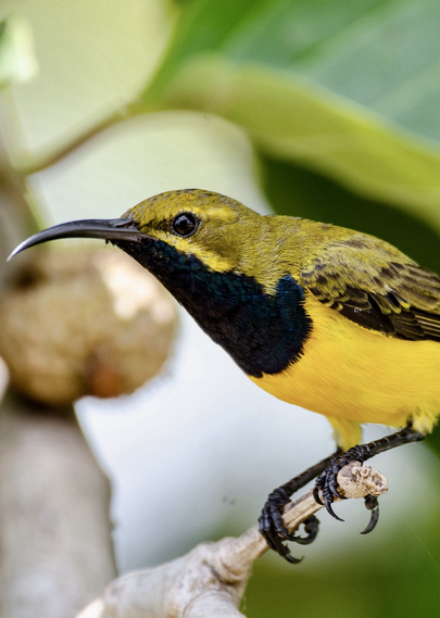 Olive-backed Sunbird, Cinnyris jugularis,  or Yellow-bellied Sunbird, found from Southern Asia to Australia. Males display bright yellow underparts and a blue-black throat, while females are olive-green with a yellow belly. They primarily feed on nectar but also consume insects, especially when feeding chicks. This species adapts well to human environments and is classified as Least Concern by the IUCN, though it is protected in Thailand under wildlife preservation laws.