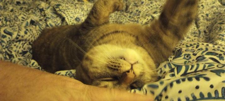 Tabby upside down with her paws in the air getting petted between the ears.