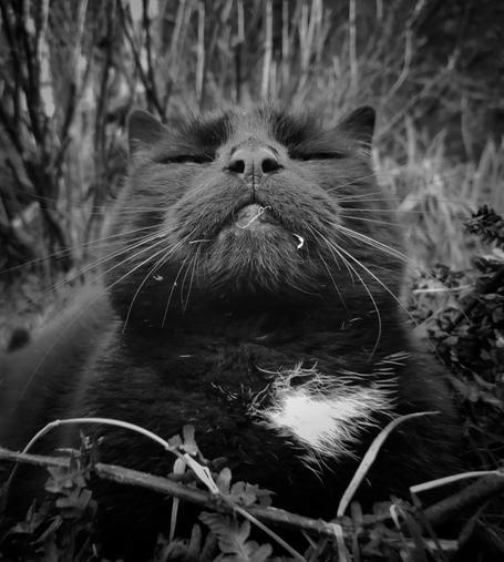 Black and white photo of a black cat being condescending 🐻