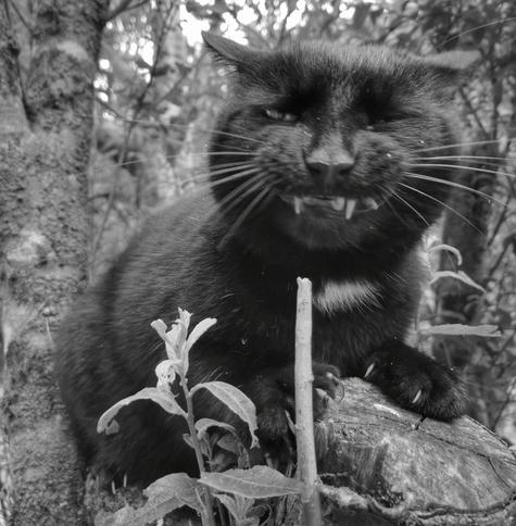 Black and white photo of a black cat looking awkward with some williow leafs in his teeth