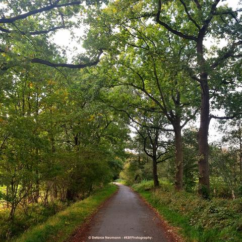 Eine schmale Straße durch Knicks in der Feldmark.
A narrow road through hedgerows at the Feldmark.