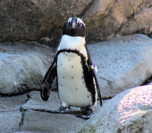 Head on view of African penguin standing on the rocks.