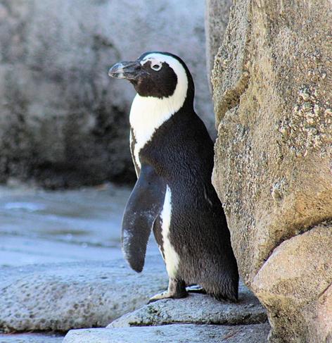 Left side view of African penguin standing on a rocky ledge next to the water.