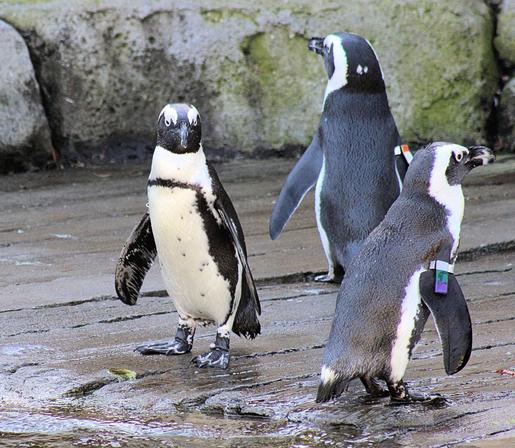 Three African penguins.