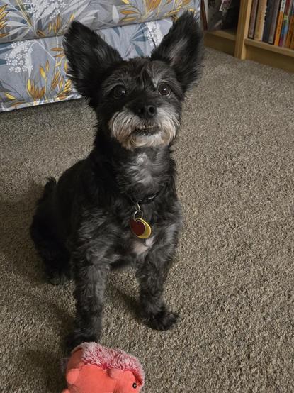 Lil black dog sitting on a tan carpet