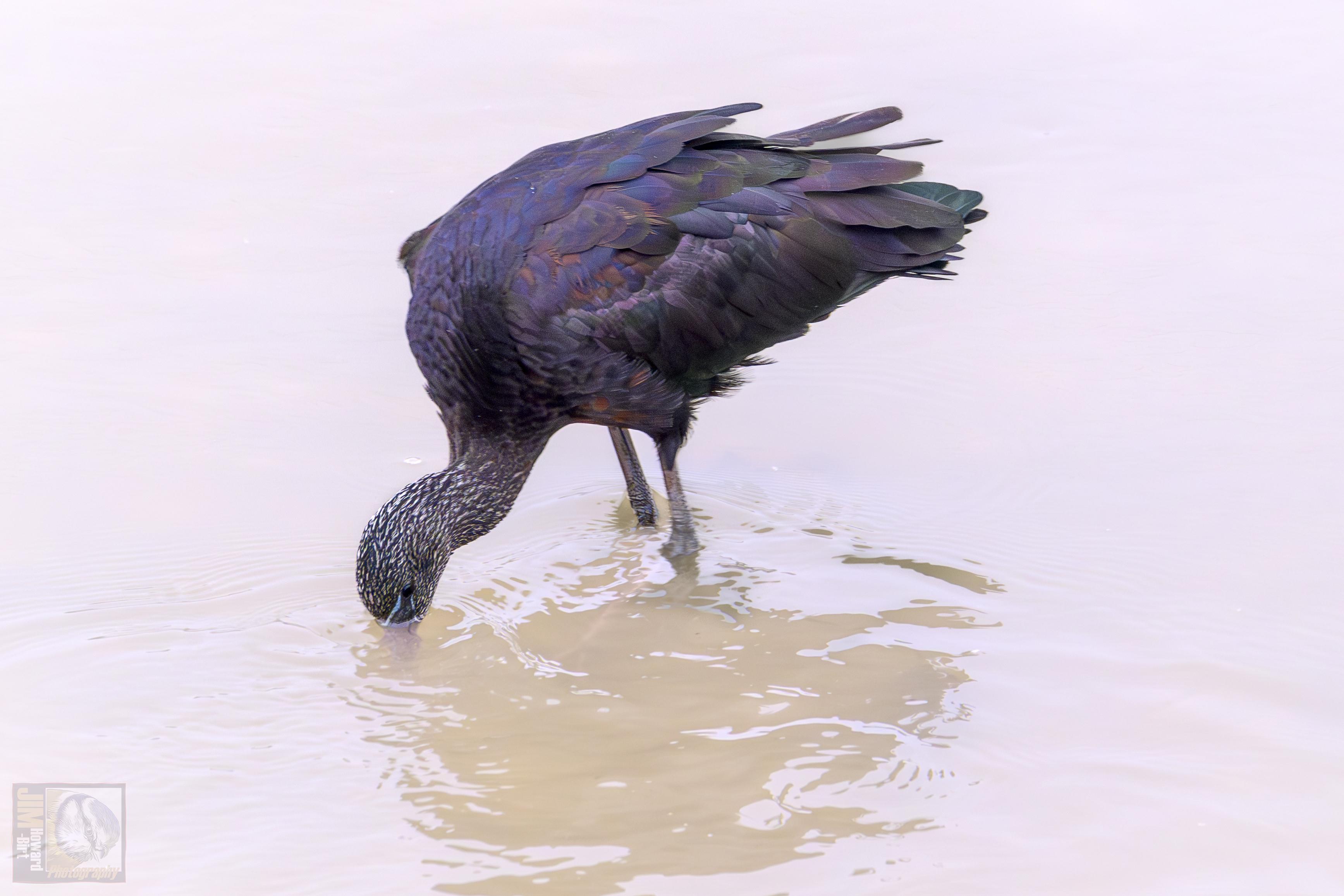 Glossy Ibis