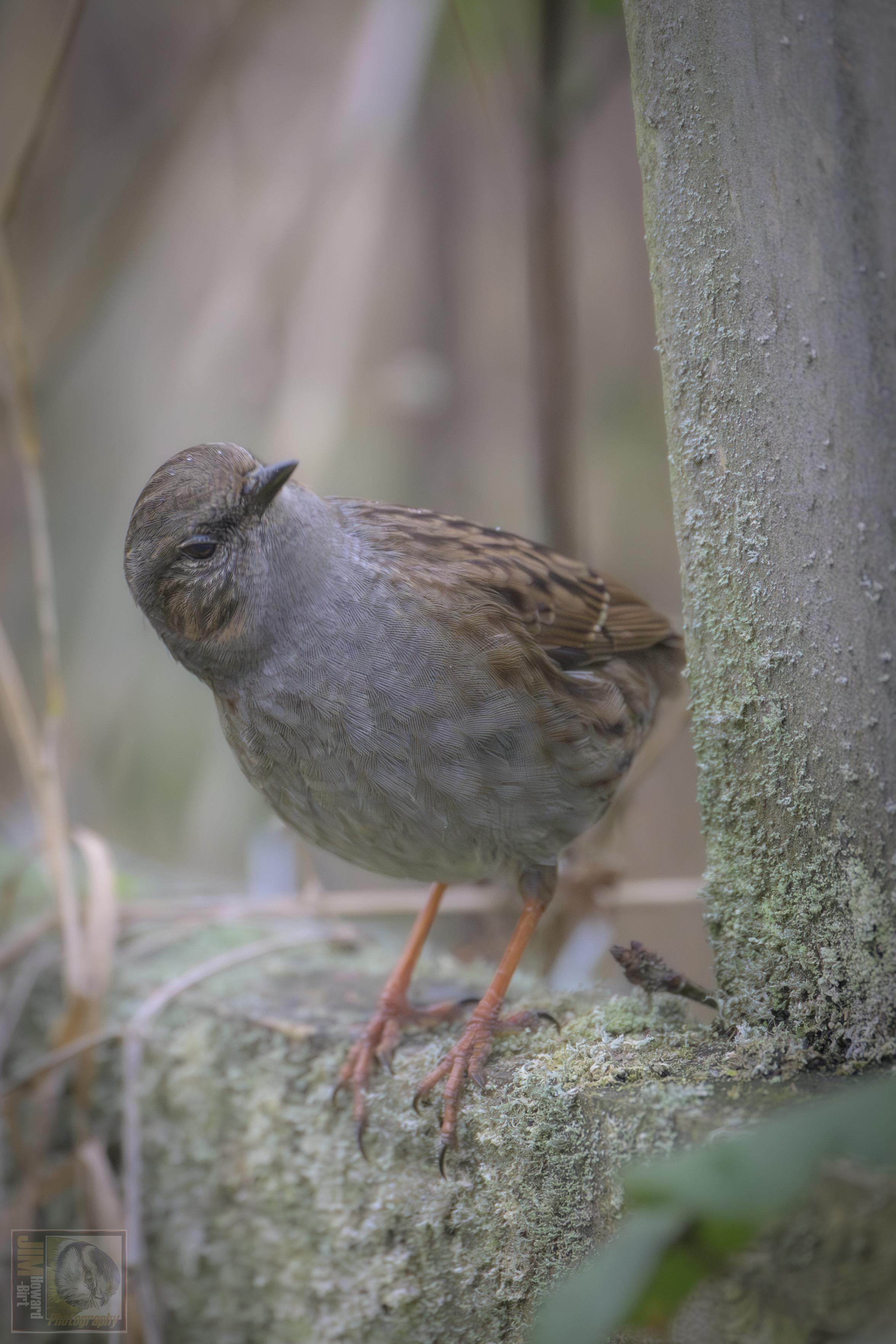 a brown/grey bird peering around the fence post