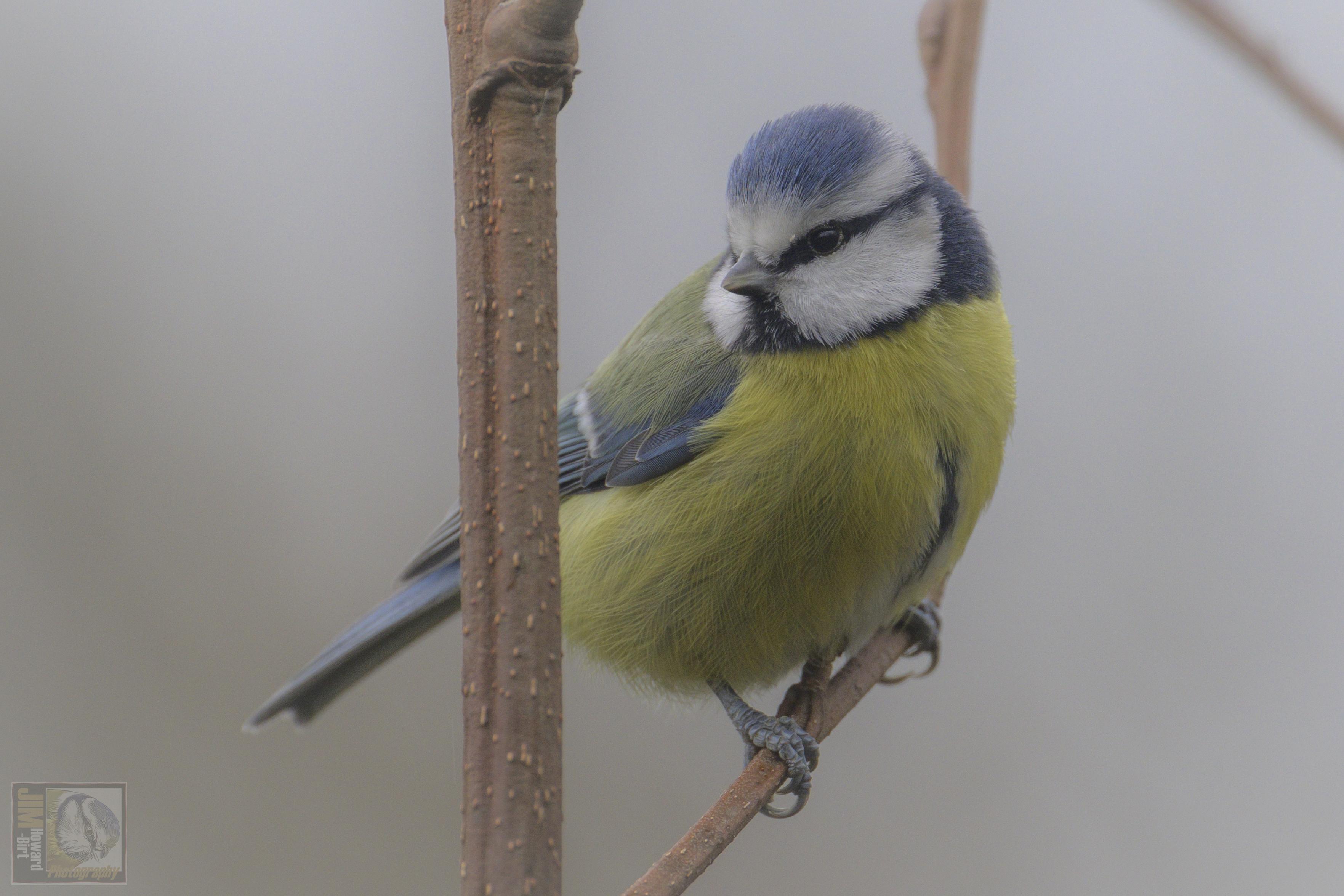 a small woodland bird 