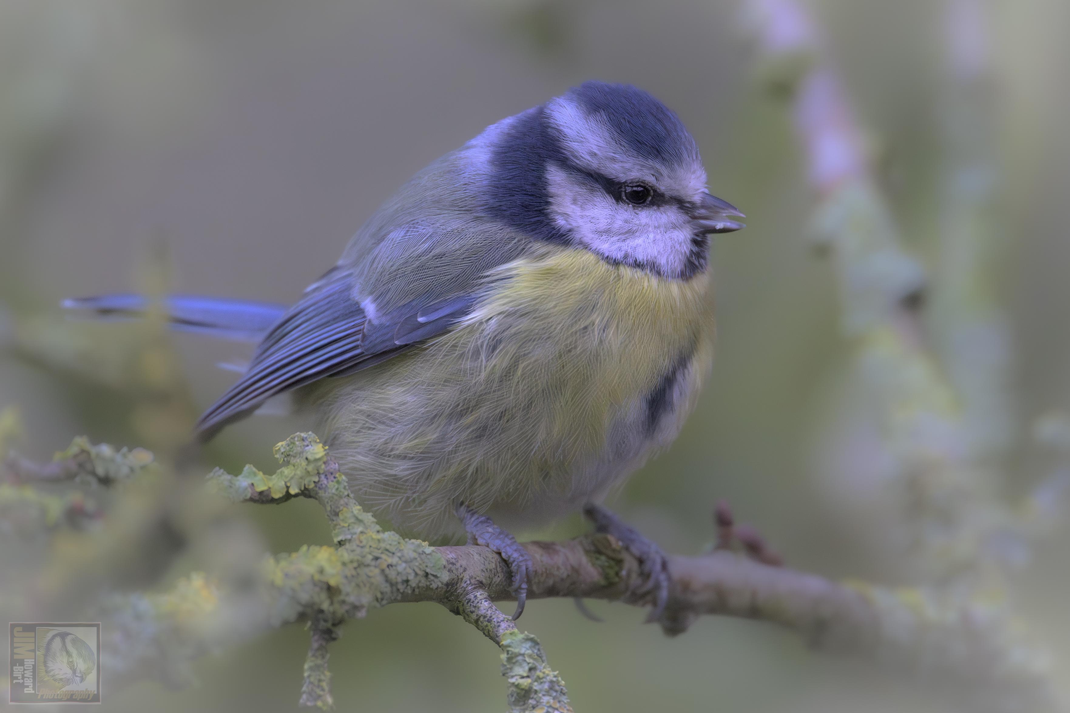 a small woodland bird 