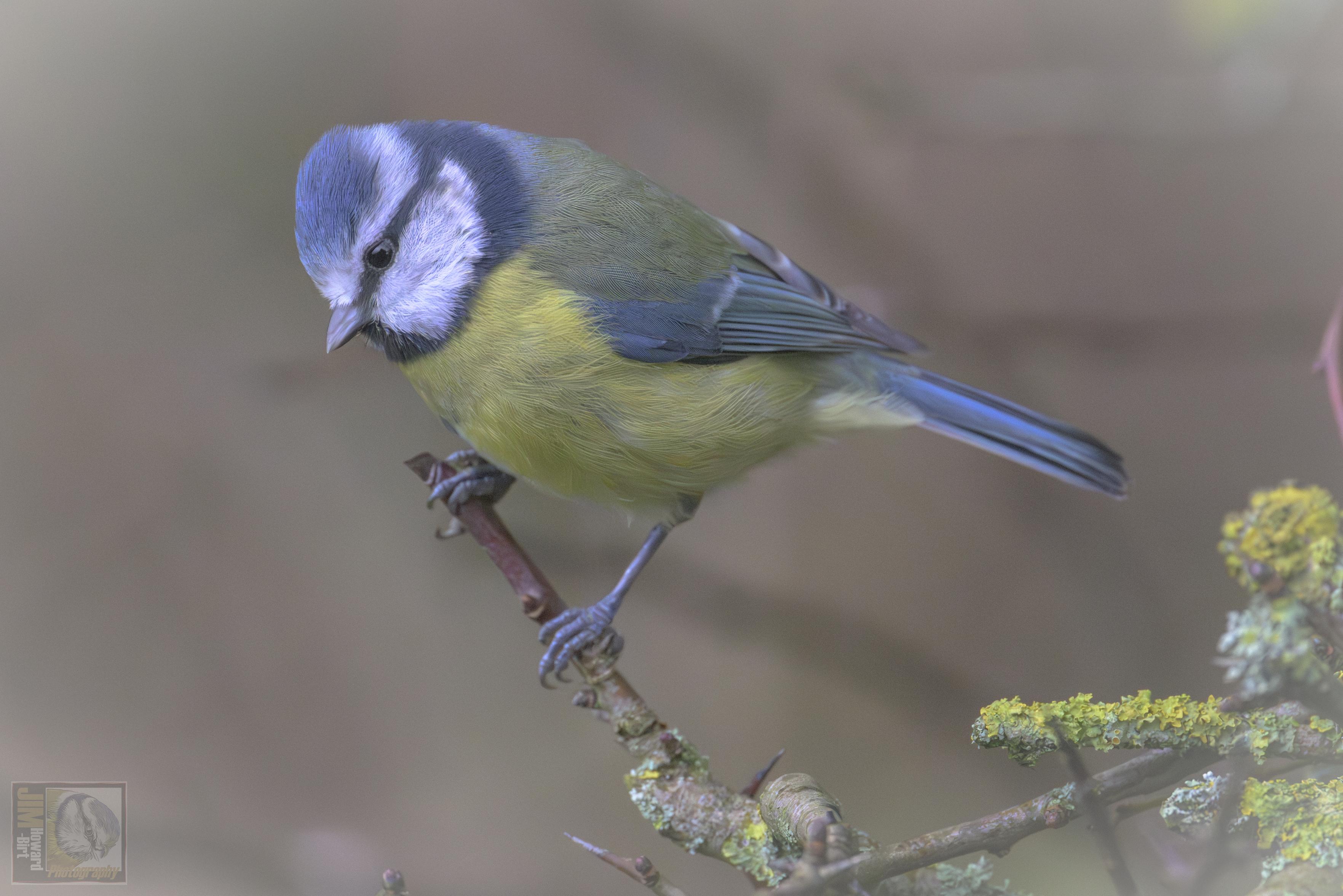 a small woodland bird 