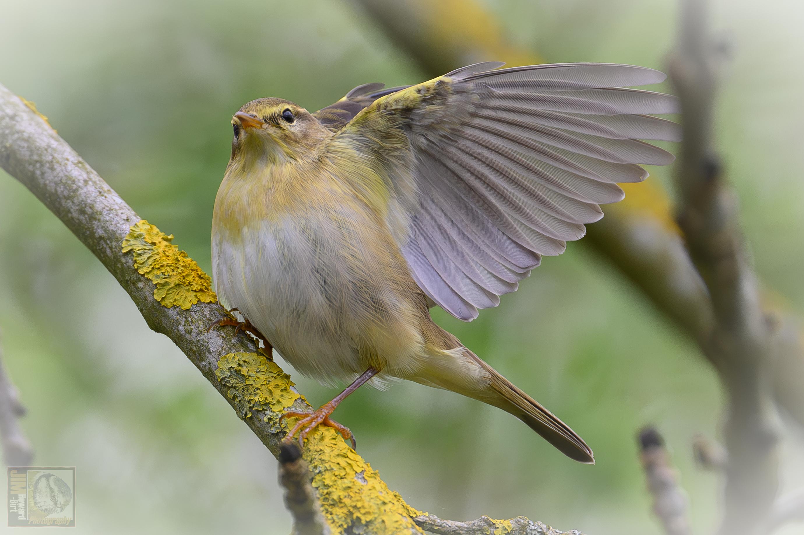 A small yellow coloured warbler