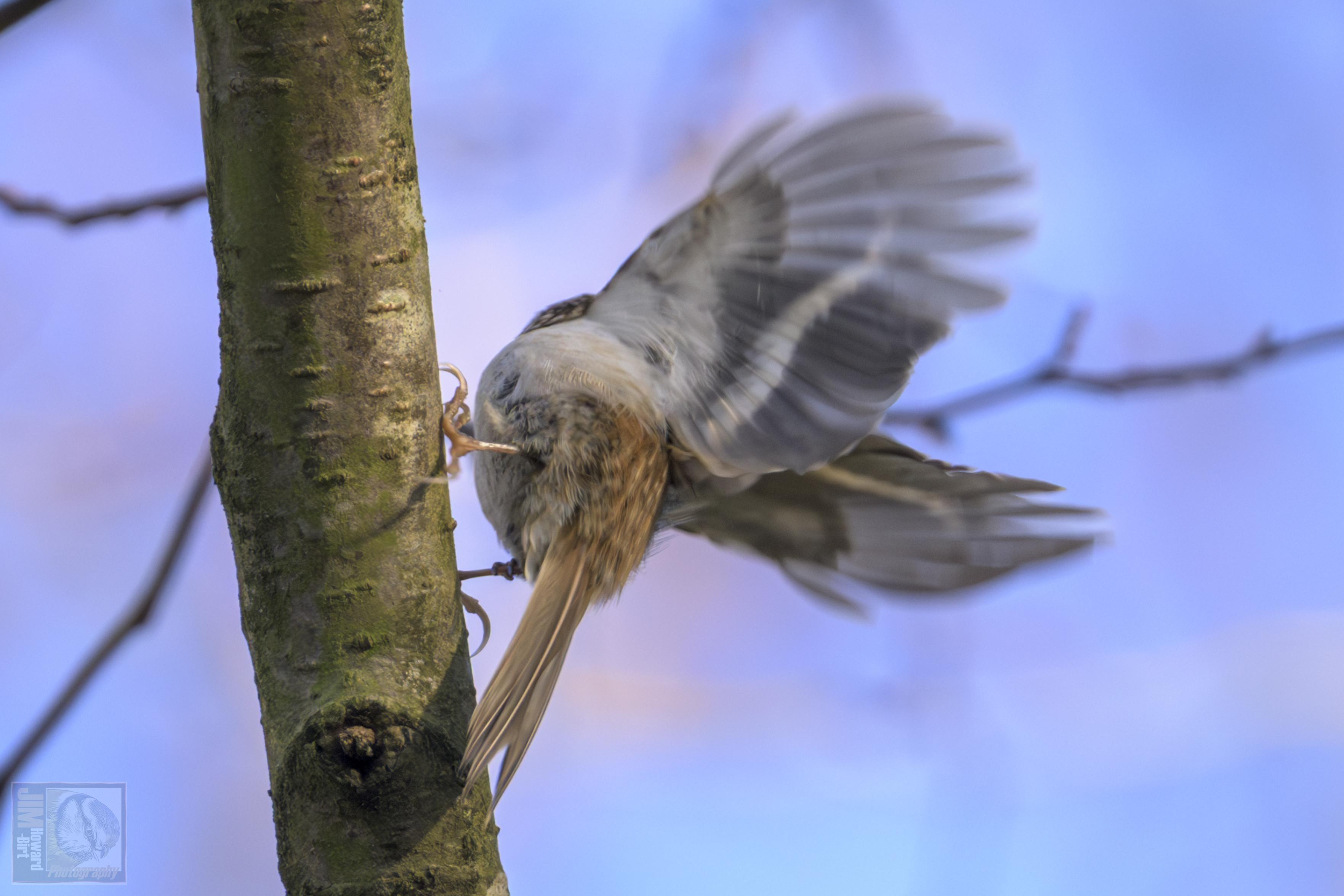 Small bird that climbs trees