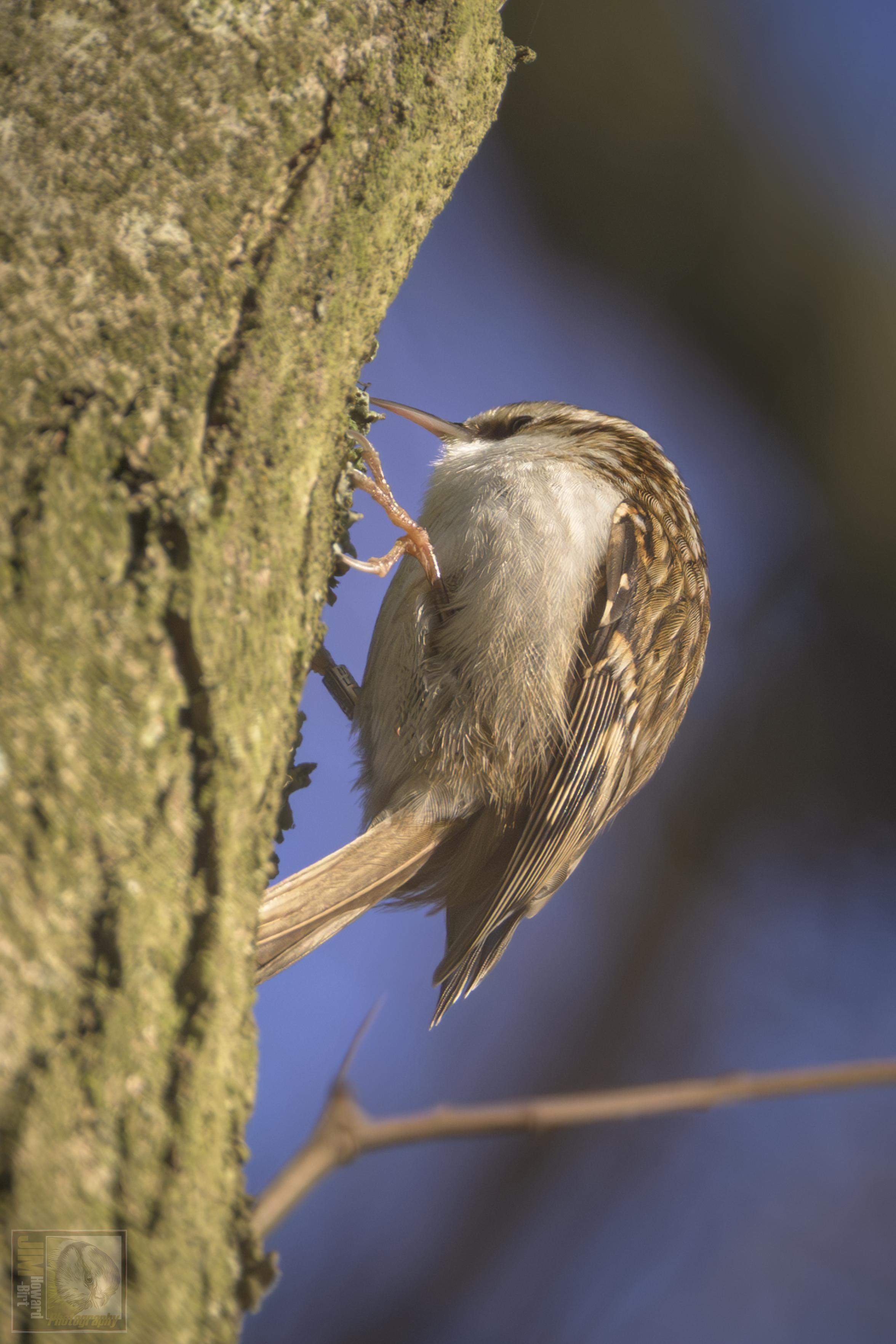 Small bird that climbs trees