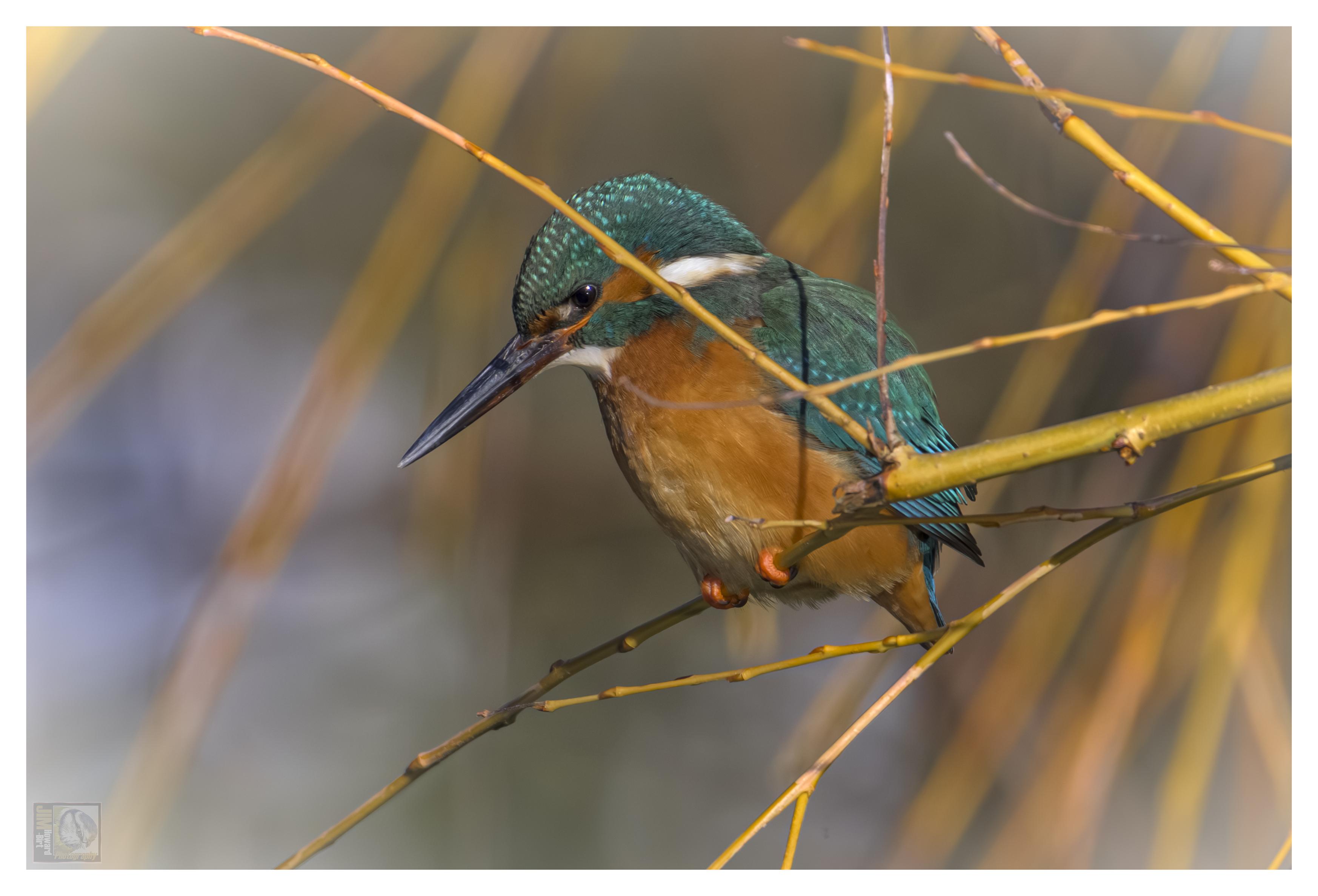 Kingfisher perched on a branch looking downward towards the canal