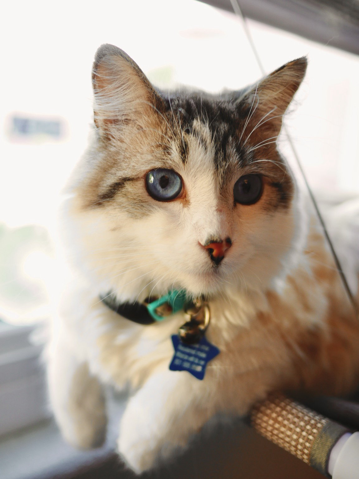 Photo of white, gray and tan cat with stunningly blue eyes