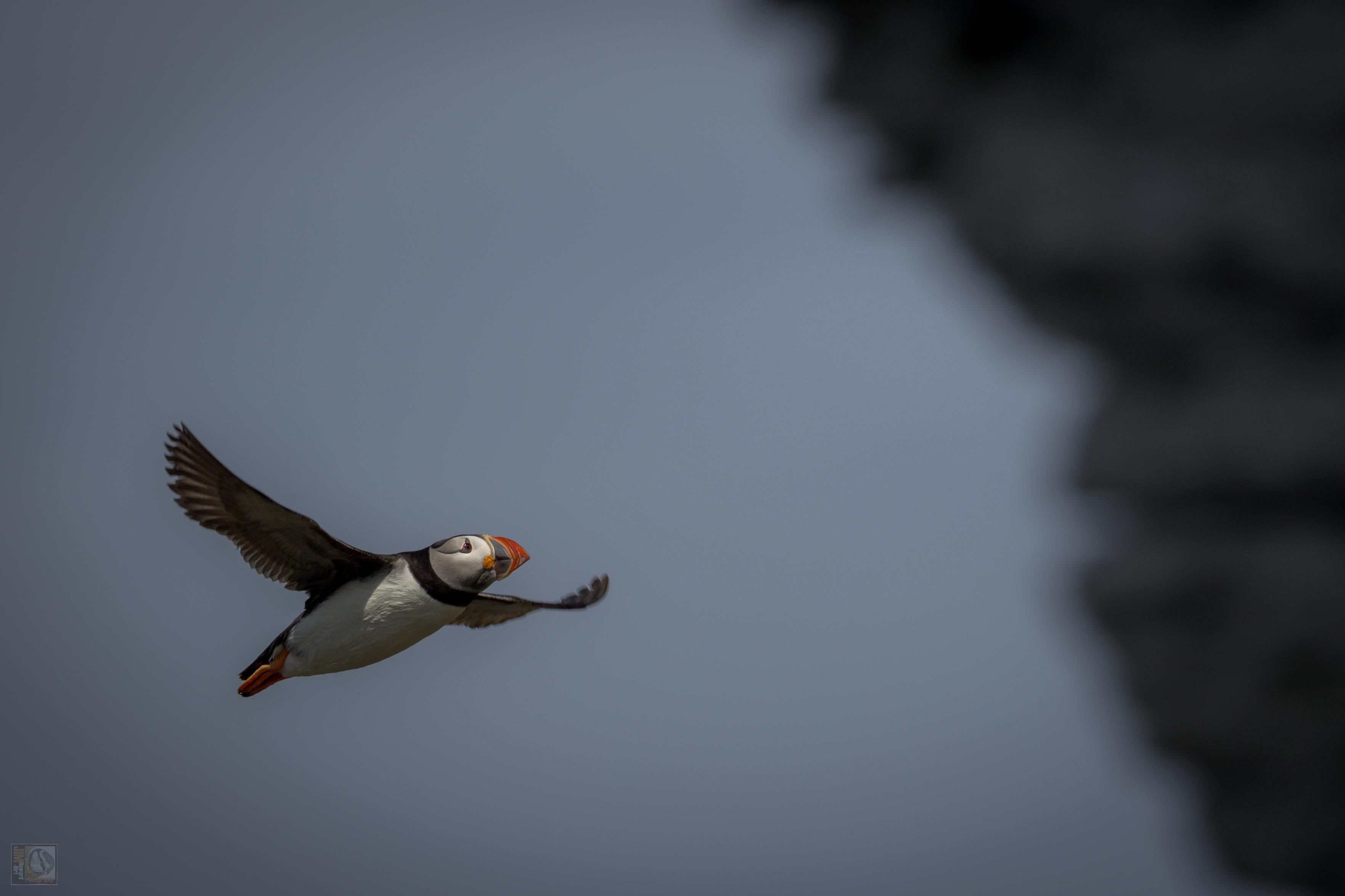 The Atlantic puffin (Fratercula arctica) is a small seabird in the auk family, known for its striking black-and-white plumage and brightly coloured beak. Often called the "clown of the sea" or "sea parrot," this bird is the only puffin species native to the Atlantic Ocean