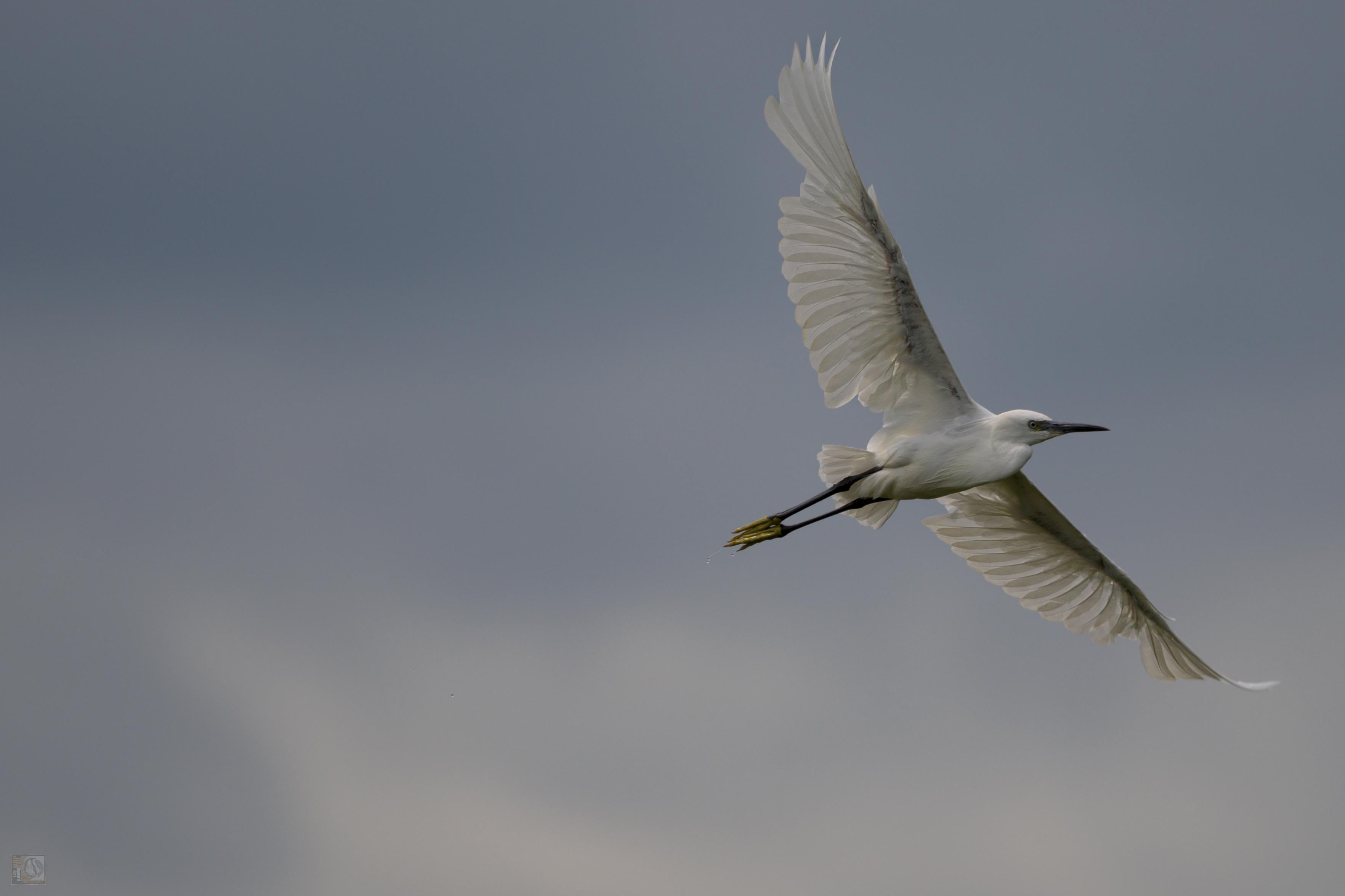 A Little Egret in flight against a cloudy sky