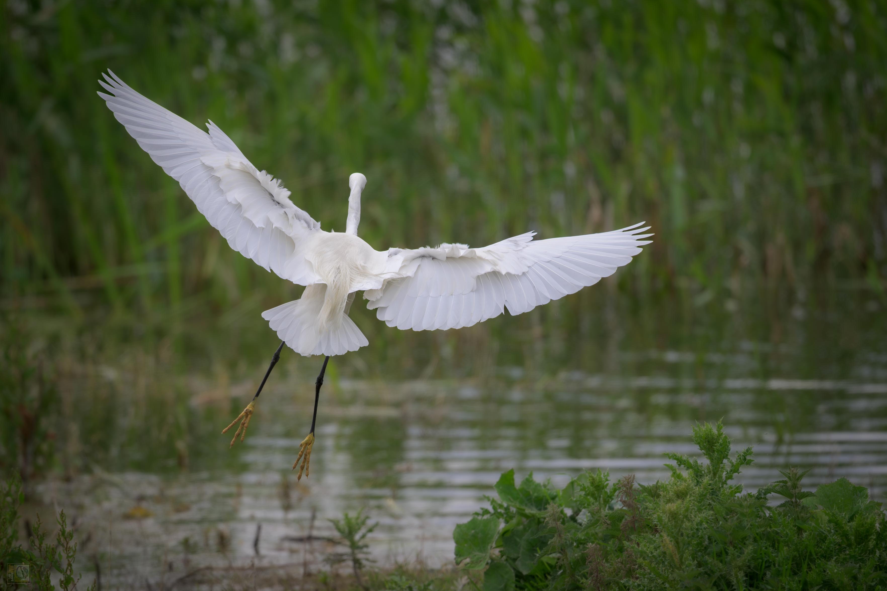A Little Egret coming into land at a small lake