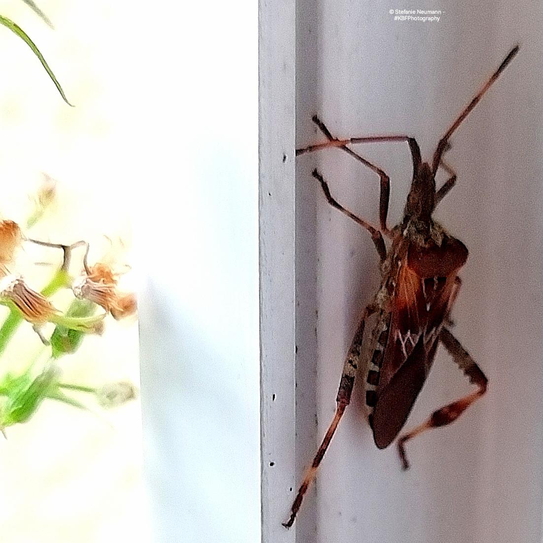 Eine riesige Blattwanze am Rahmen einer Balkontür.