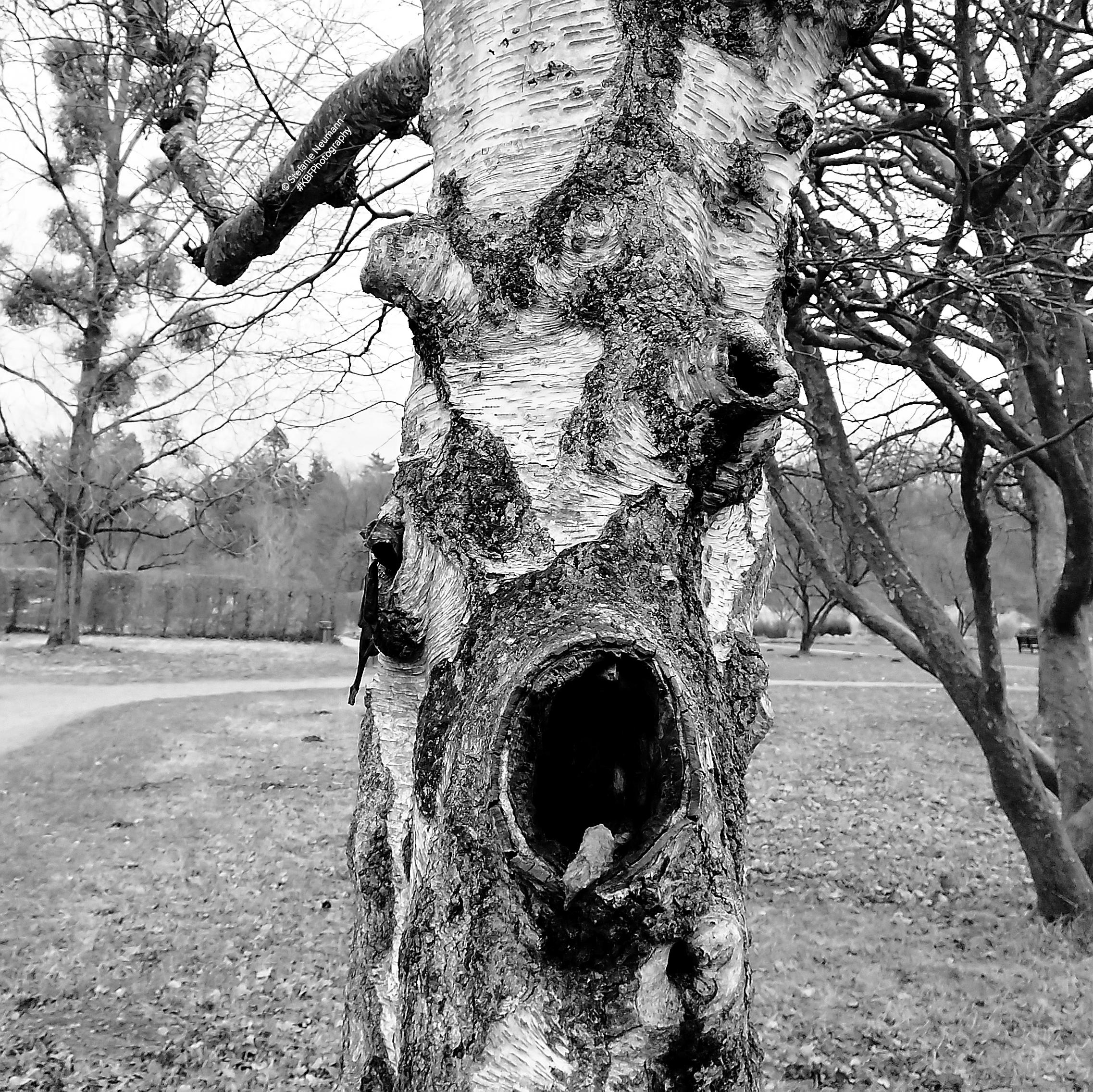 Eine alte, mehrstämmige Birke mit Löchern im Stamm, die wie ein singendes Gesicht aussehen.
