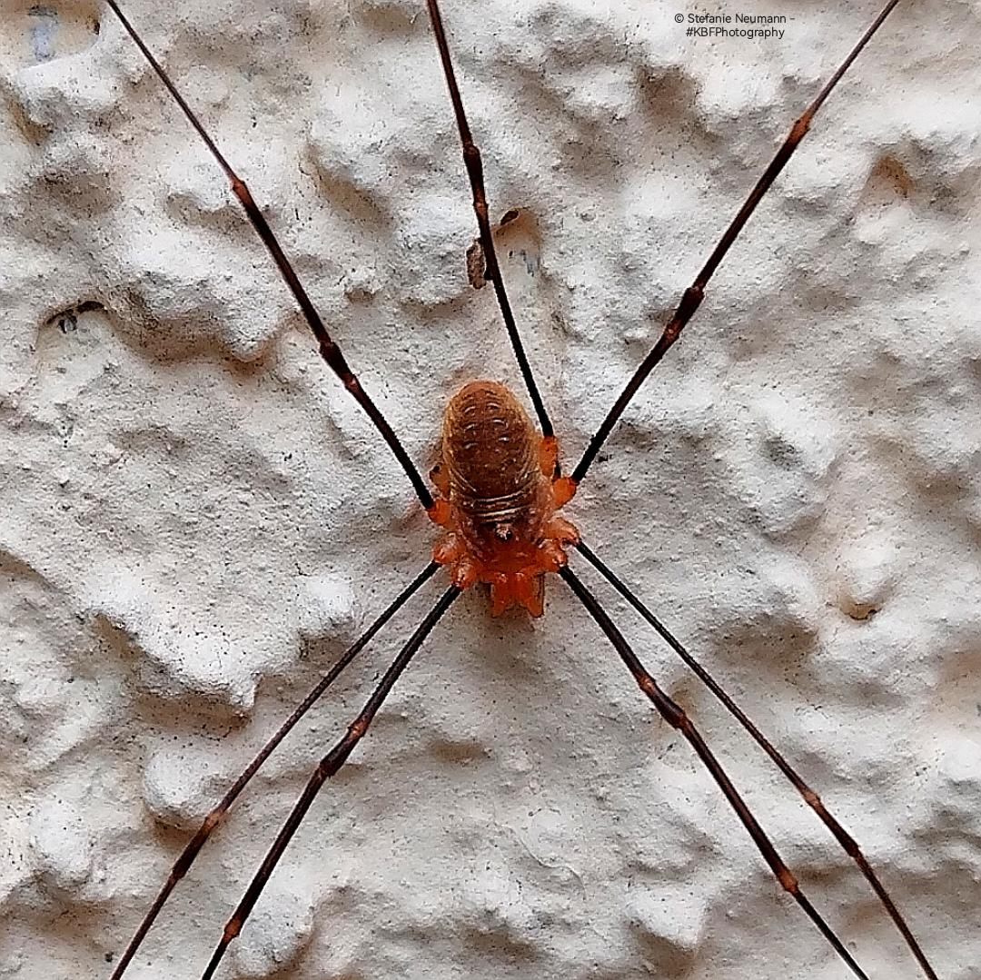 (Achtung, Spinnen ähnlich!)
Nahaufnahme eines Weberknechts mit 7 Beinen an gelber Hauswand. 
