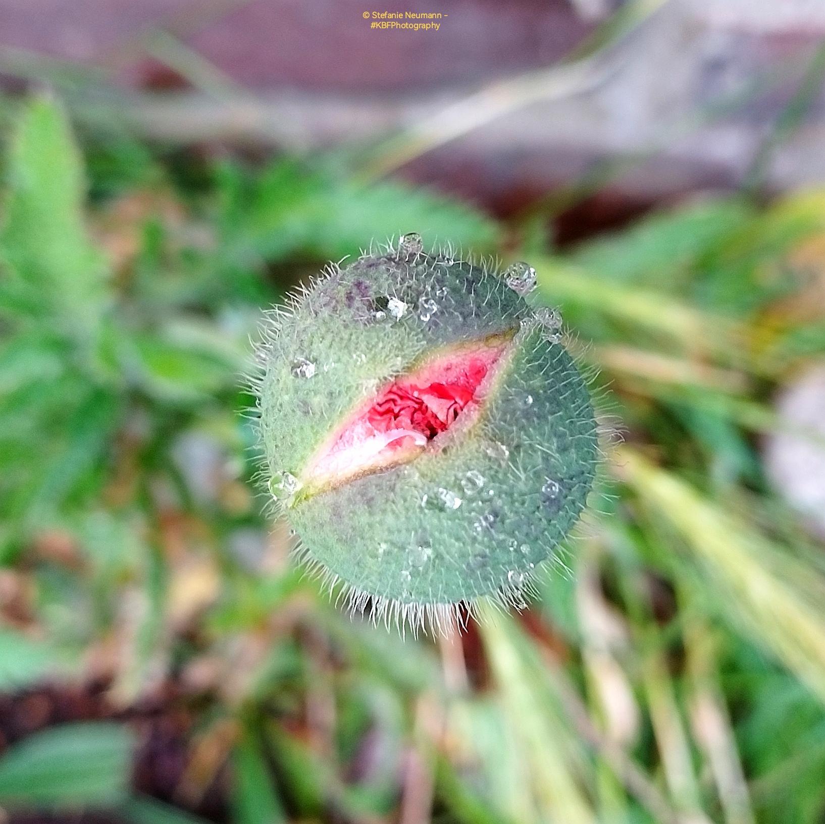 Nahaufnahme einer sich öffnenden Knospe von rotem Türkischem Mohn, die wie ein Auge aussieht.