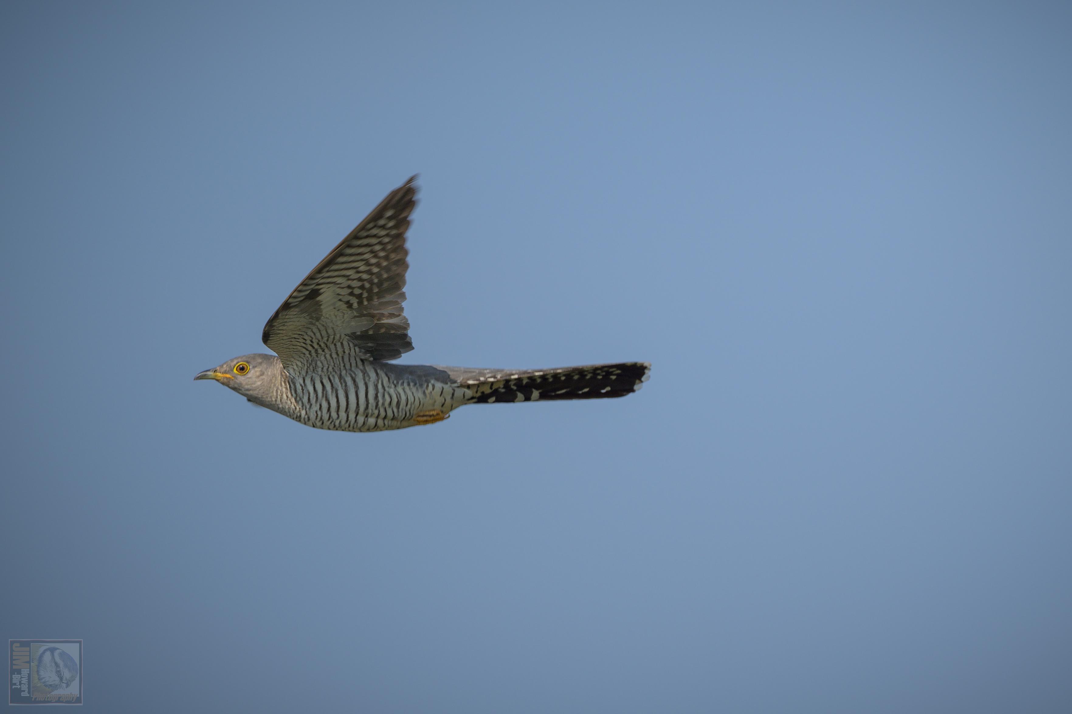This image captures a bird in mid-flight against a clear blue sky. The bird has a grey body with striking black and white striped patterns on its wings and body. Its yellow eye and pointed beak add to its distinct features This image captures a bird in mid-flight against a clear blue sky. The bird has a grey body with striking black and white striped patterns on its wings and body. Its yellow eye and pointed beak add to its distinct features