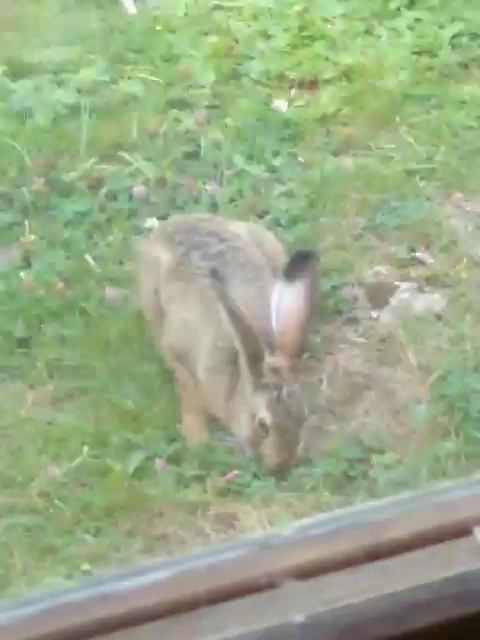 the jackrabbit is eating grass
