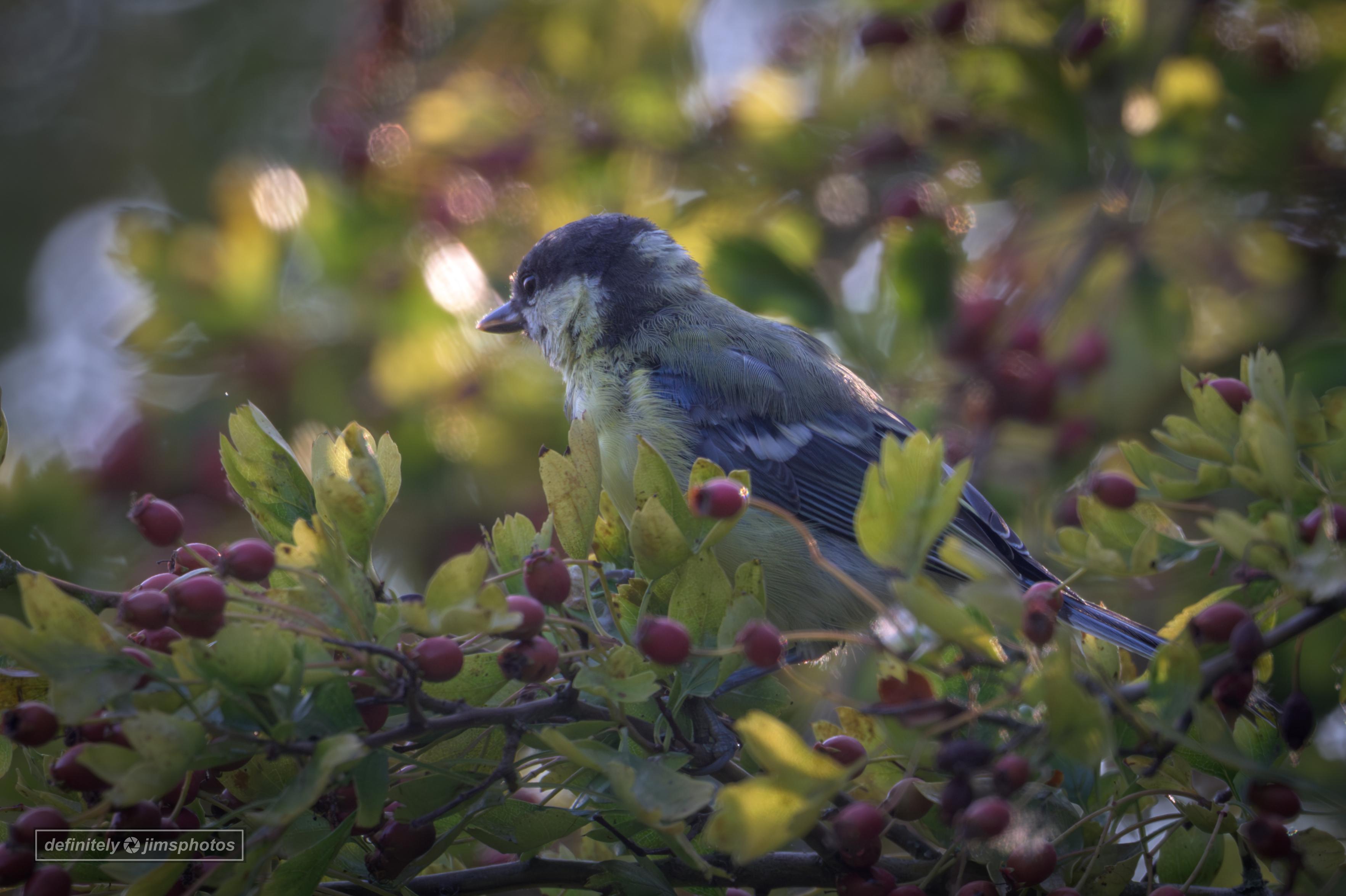 a young bird nestled amongst the berries
