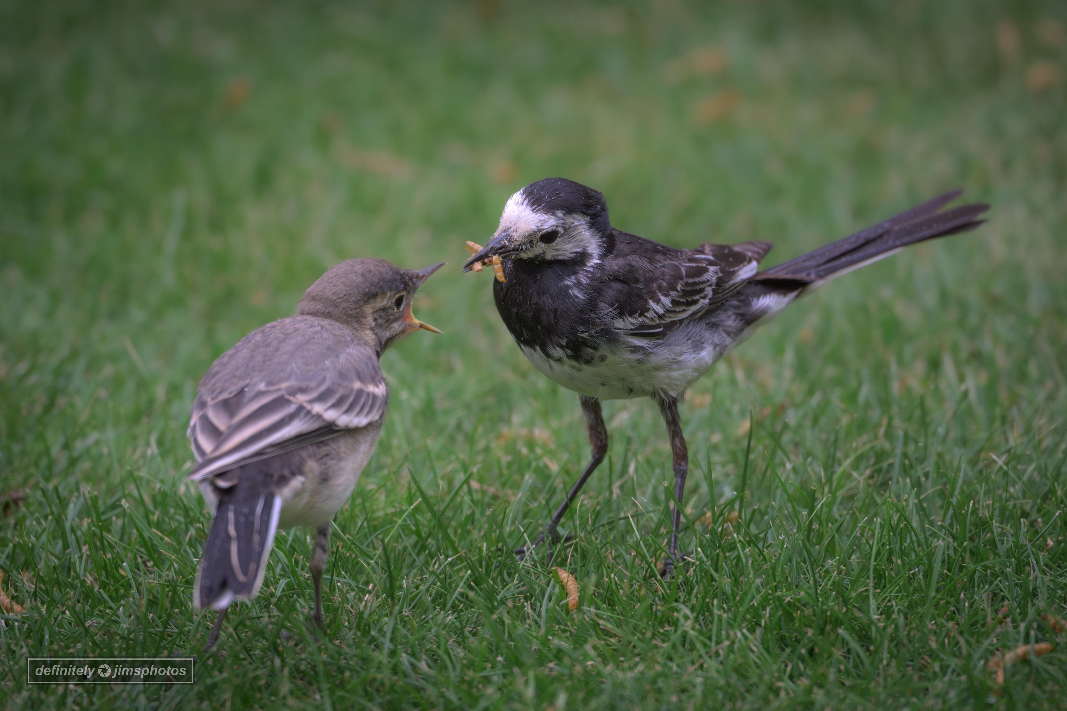 a parent and juvenile bird