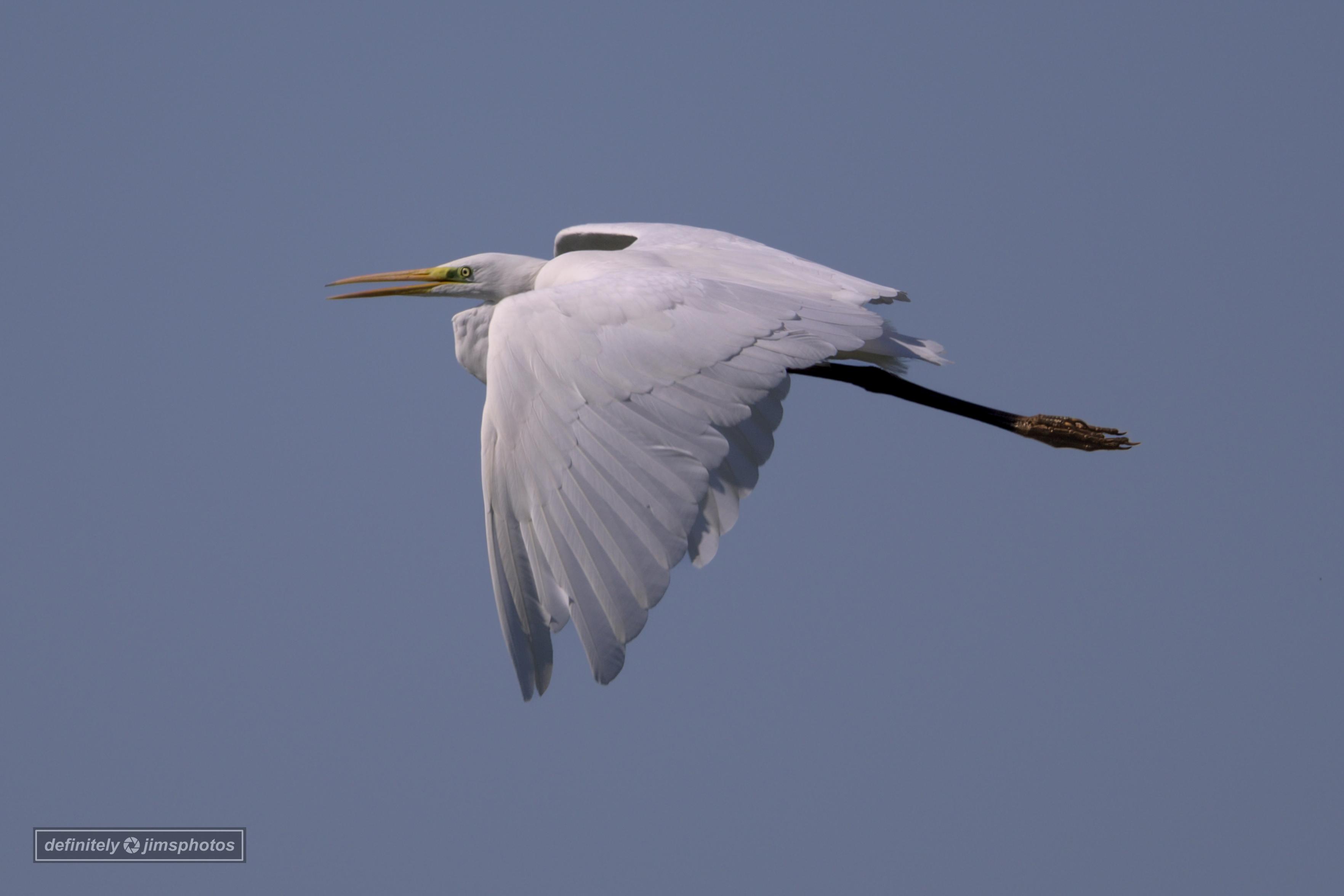 a small white heron in flight
