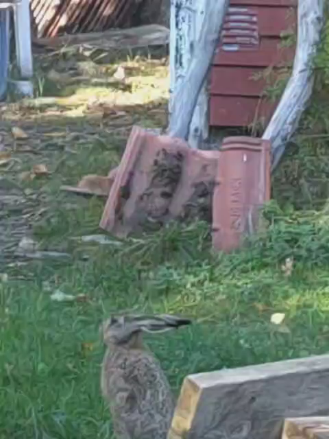 This jackrabbit is observing me to see whether I'm a threat. I'm only filming it, then after a while it moves faster away but stops and continues to observe me and then it moves out of view but slower this time.

There is no sound present in this video.