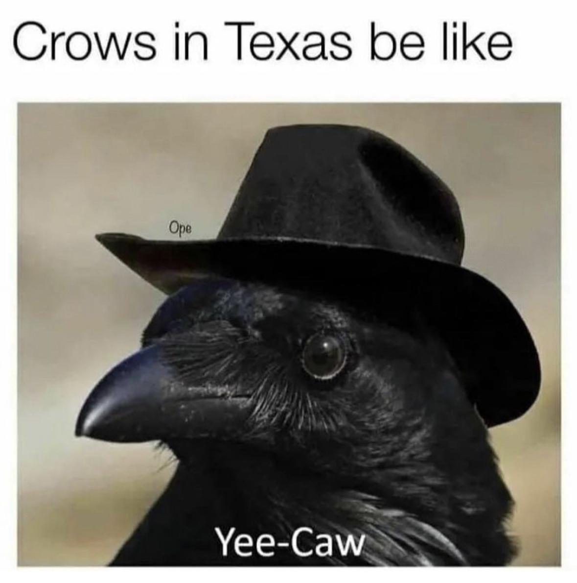 (crow in a cowboy hat)
crows in Texas be like yee-caw