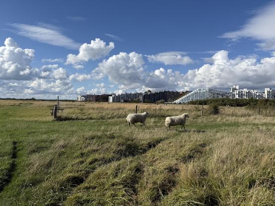 The edge of Copenhagen, showing high-density housing and sky in the background, and low density sheep and pasture in the foreground.