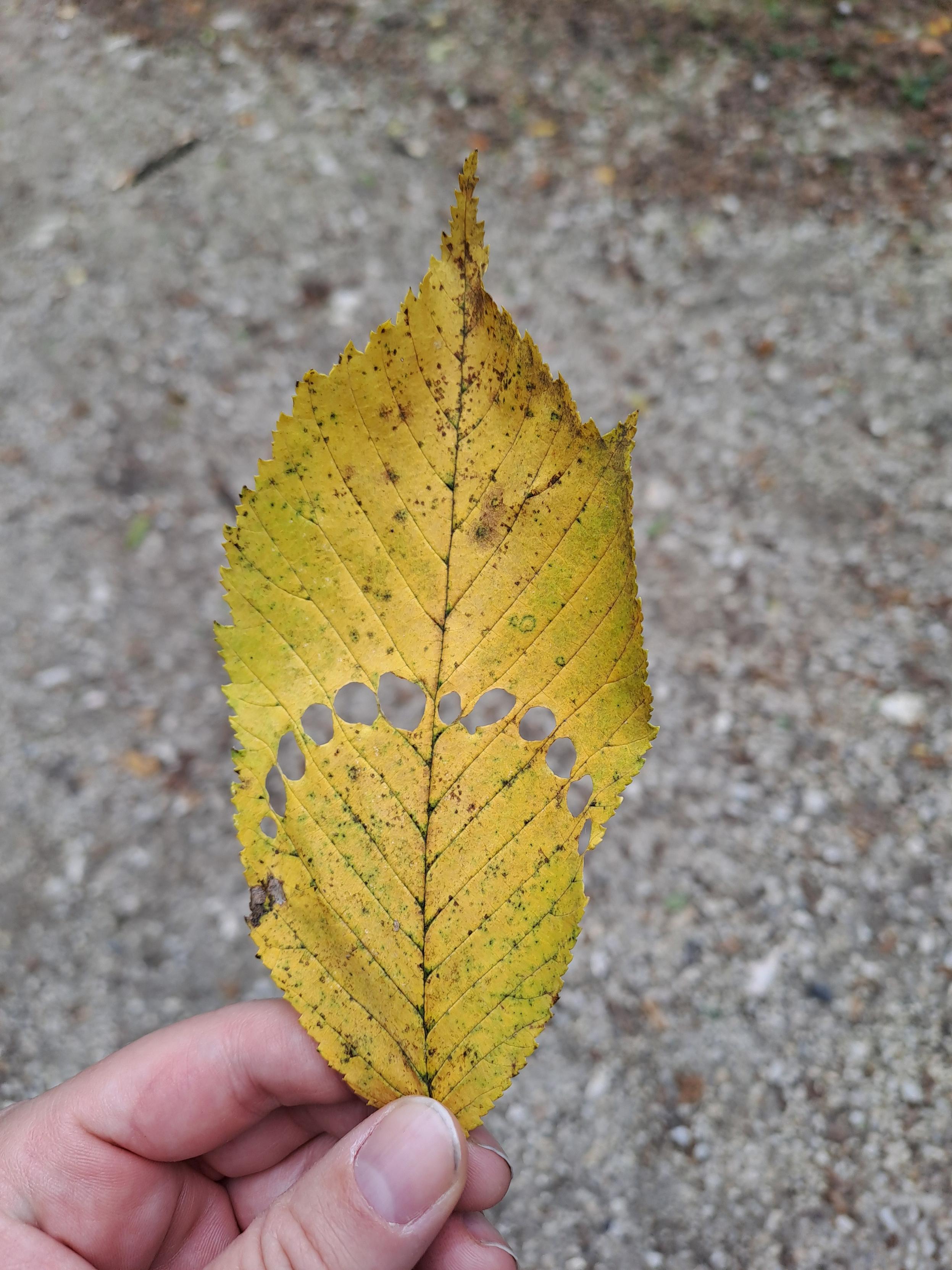 A yellow, fallen elm leaf, with a near, symmetrical arc of little holes across the middle.