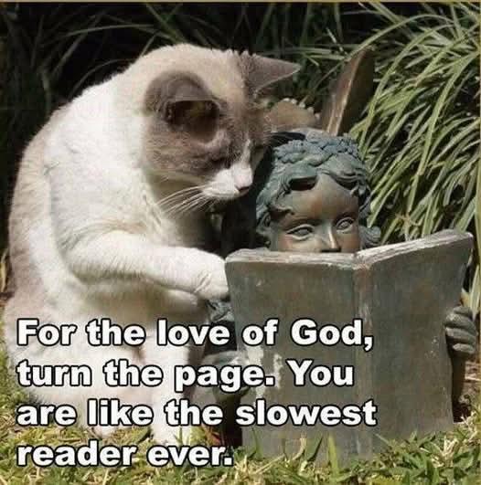 Meme of a white and brown colourpoint cat in a garden next to a statue of a person reading a book. The cat is saying: 'For the love of God, turn the page. You are like the slowest reader ever.'
