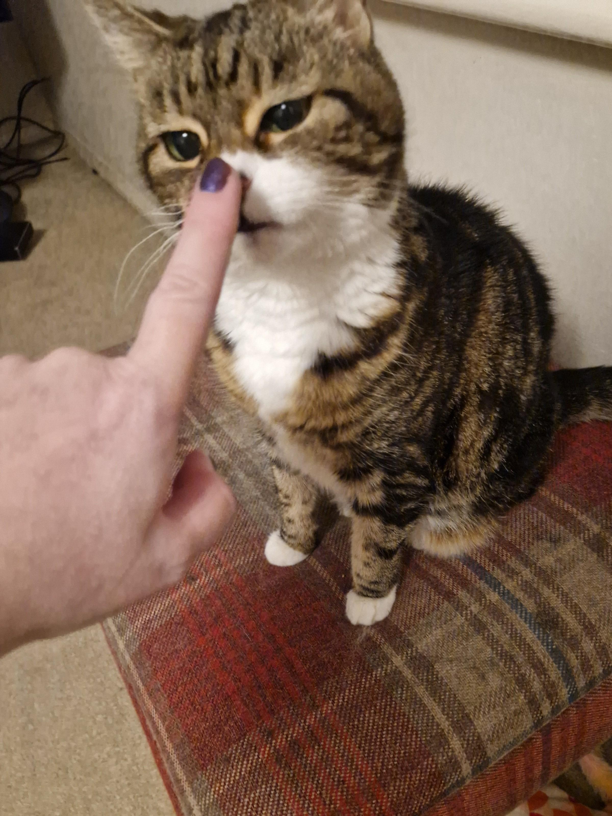 A tabby and white cat sitting on a tartan footstool, being booped on the nose by someone wearing purple nail polish