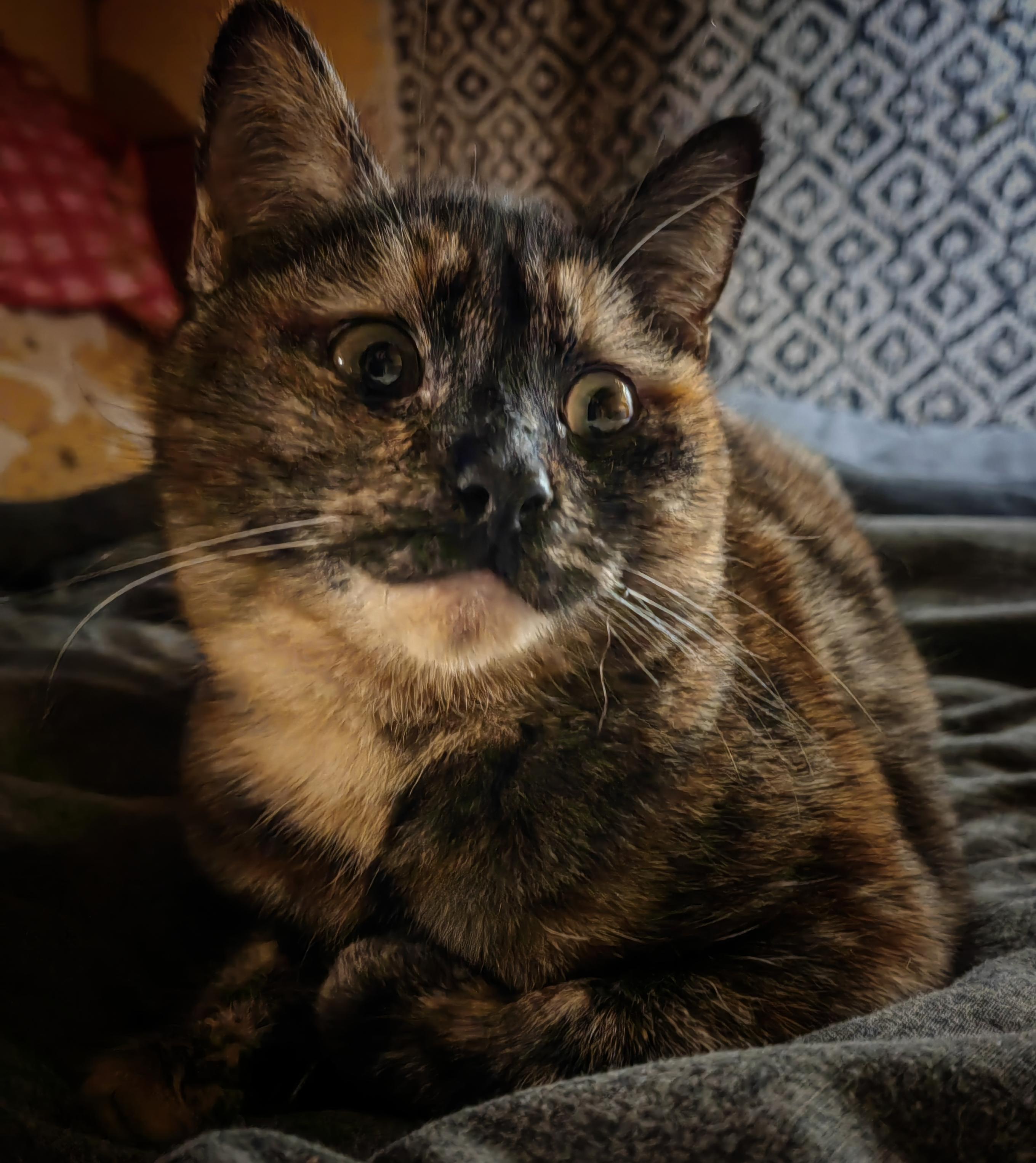 Young tortoiseshell cat looking guilty