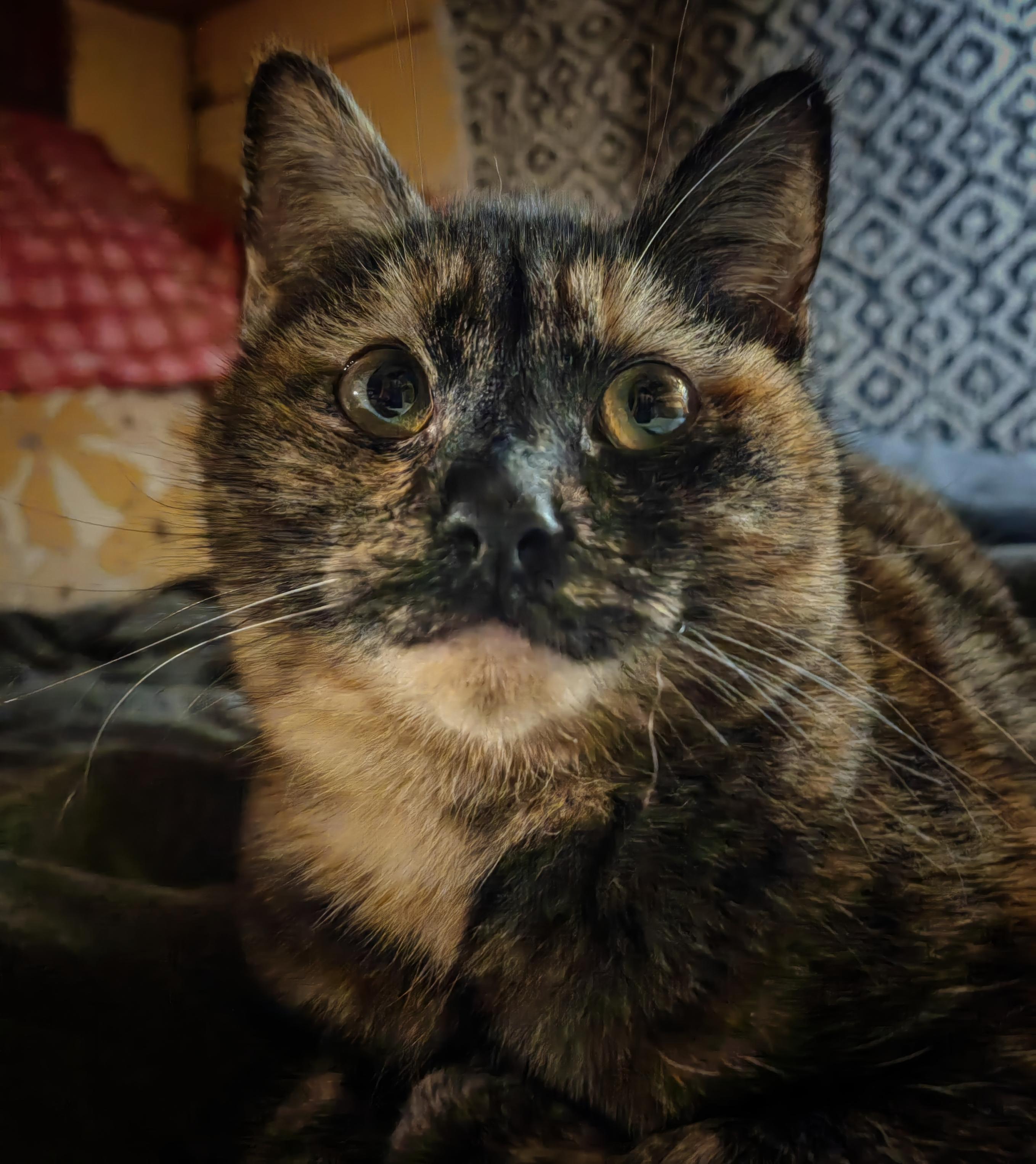 ... swears she's innocent, and the accusations are rather offensive