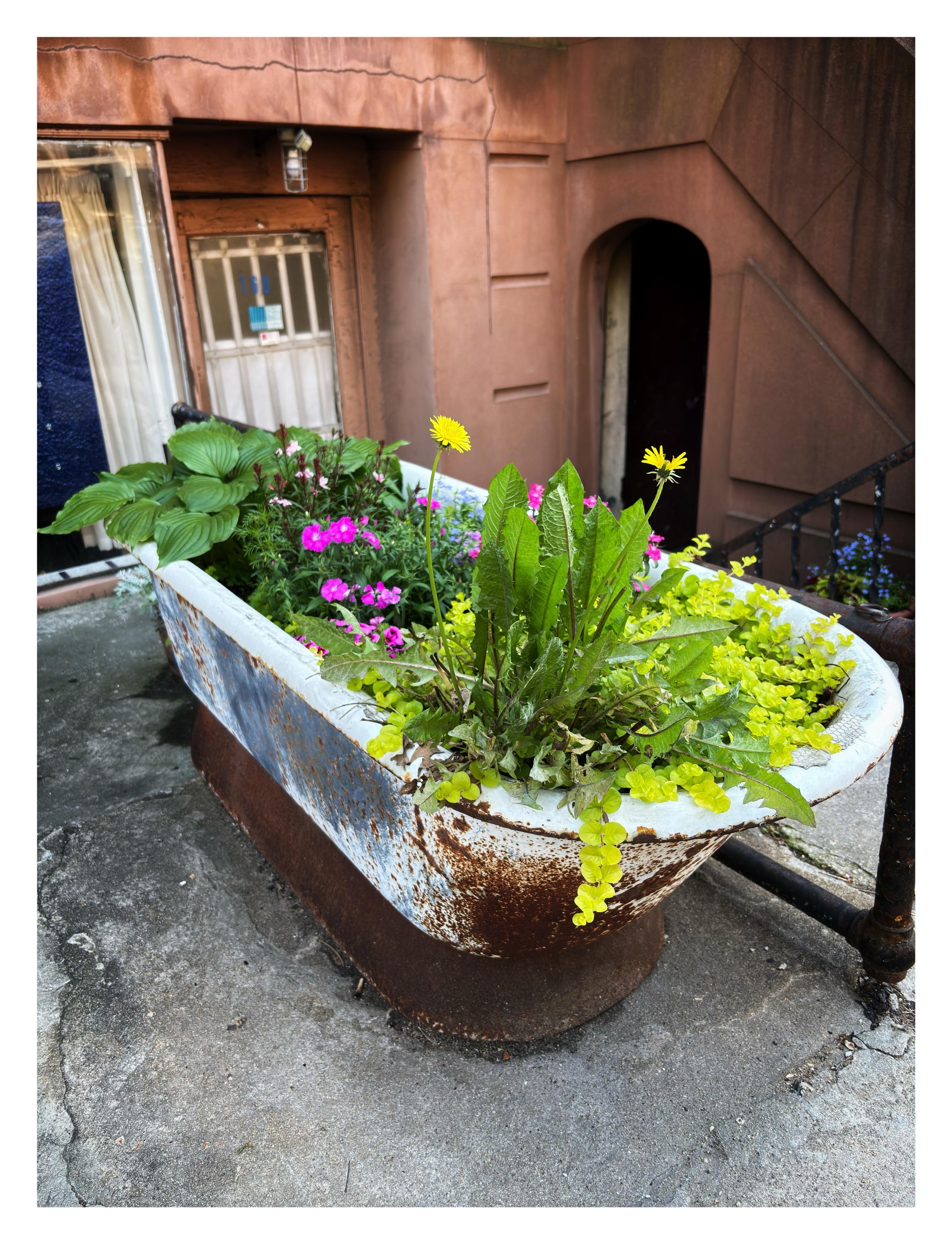 A stained and rusted porcelain bathtub, sitting on a sidewalk in front of an apartment building, serves as a planter for a teeming variety of plants — including yellow dandelions on tall slender stems, a cluster of large-leafed hosta, and an assortment of small pink, purple, and blue flowers.