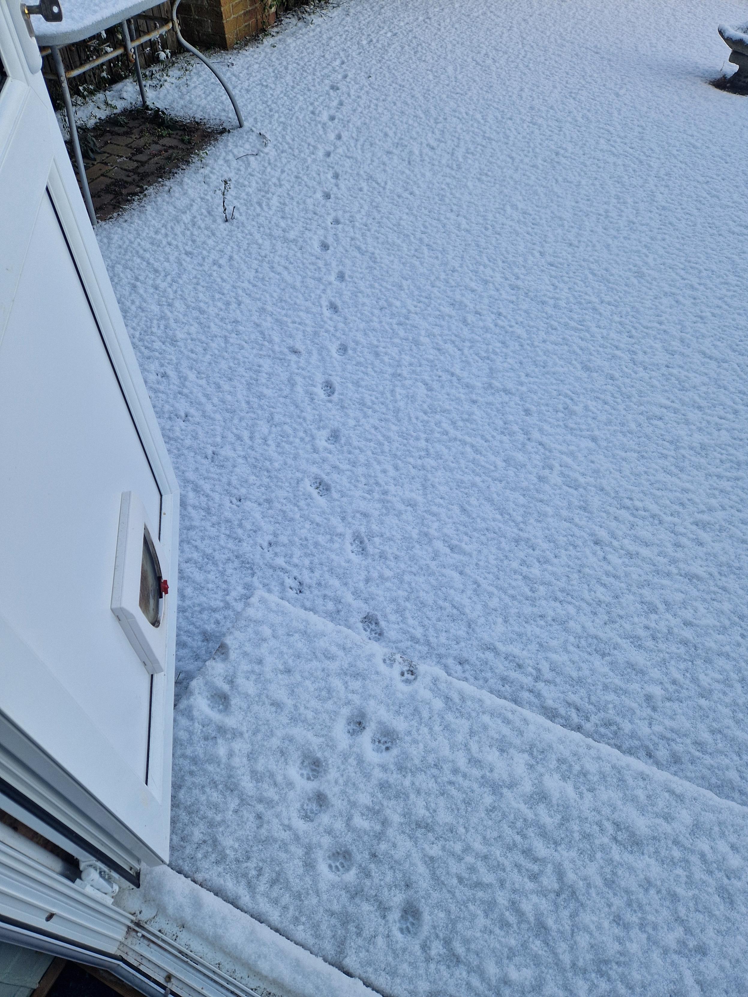 View through an open back door with a cat flap. The patio outside has a light dusting of snow, and paw prints are visible cutting across it from the doorstep